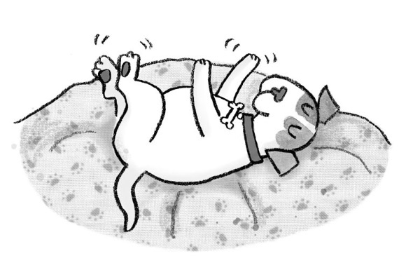 Иллюстрация к книге — Свадебный щенок [i_007.jpg]