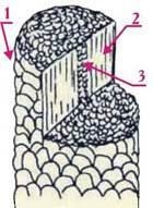 Иллюстрация к книге — Энциклопедия женской красоты и здоровья [i_417.jpg]