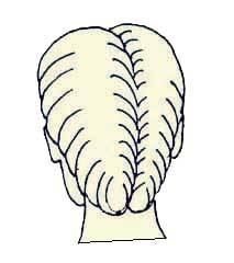 Иллюстрация к книге — Энциклопедия женской красоты и здоровья [i_512.jpg]