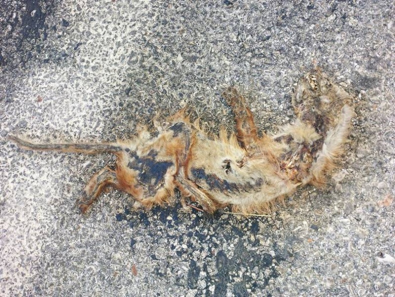 Иллюстрация к книге — Долбящий клавиши [i_041.jpg]