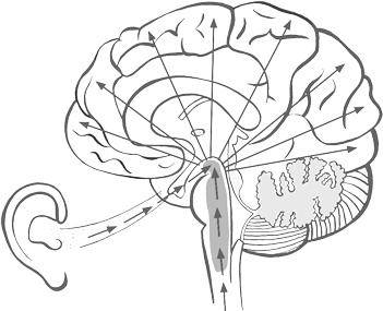 Иллюстрация к книге — Музыка и мозг [i_011.jpg]