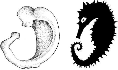 Иллюстрация к книге — Музыка и мозг [i_020.jpg]