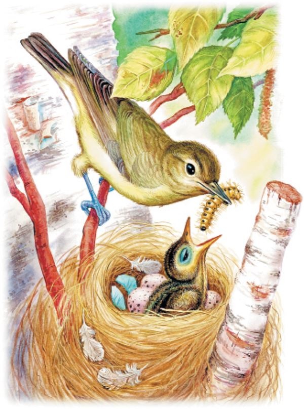 Иллюстрация к книге — Рассказы о природе [i_003.jpg]