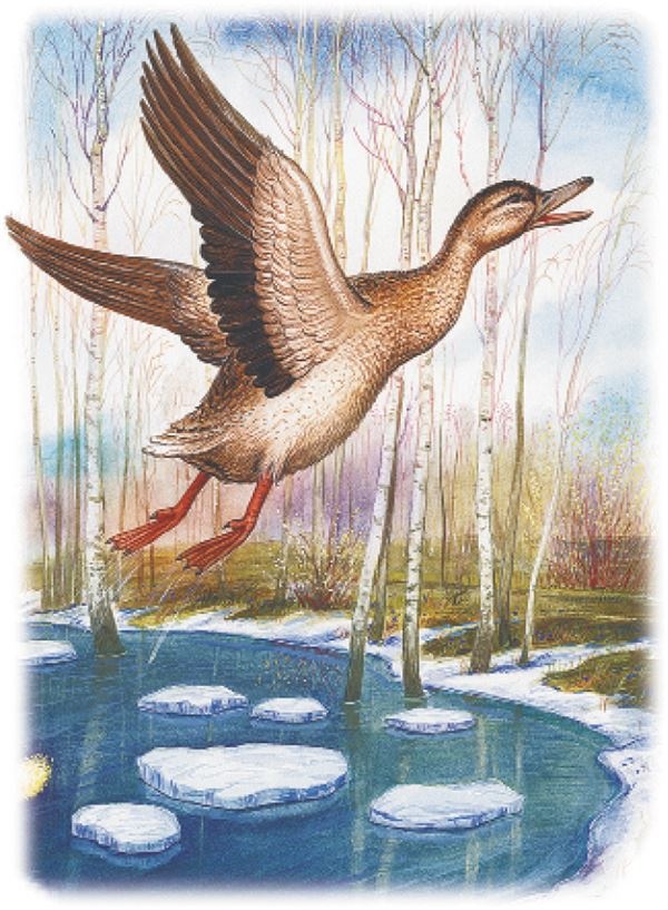 Иллюстрация к книге — Рассказы о природе [i_005.jpg]