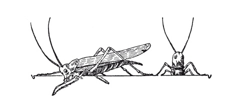 Иллюстрация к книге — Книга, которую читают все [i_073.jpg]