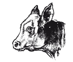 Иллюстрация к книге — Книга, которую читают все [i_170.jpg]