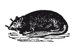 Иллюстрация к книге — Книга, которую читают все [i_233.jpg]