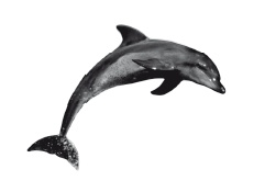 Иллюстрация к книге — Книга, которую читают все [i_285.jpg]