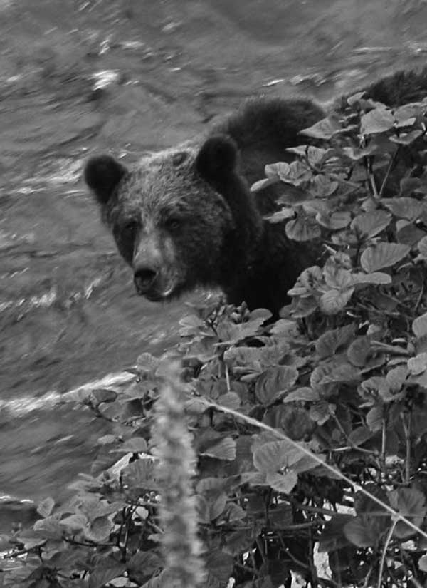 Иллюстрация к книге — Олег Куваев: повесть о нерегламентированном человеке [i_036.jpg]