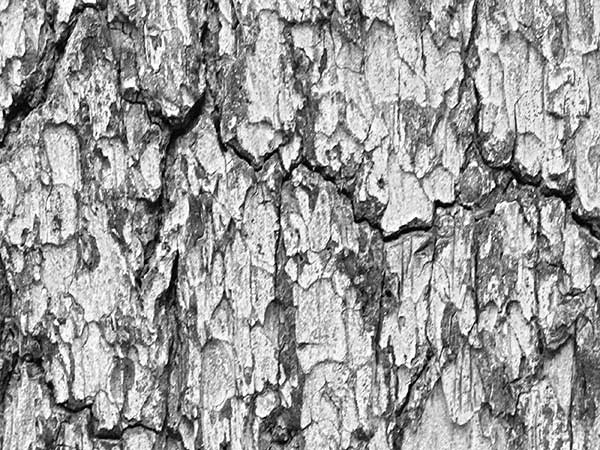 Иллюстрация к книге — Предместья мысли. Философическая прогулка [i_036.jpg]