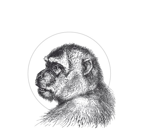 Иллюстрация к книге — Происхождение видов путем естественного отбора, или Сохранение благоприятных рас в борьбе за жизнь [i_001.jpg]