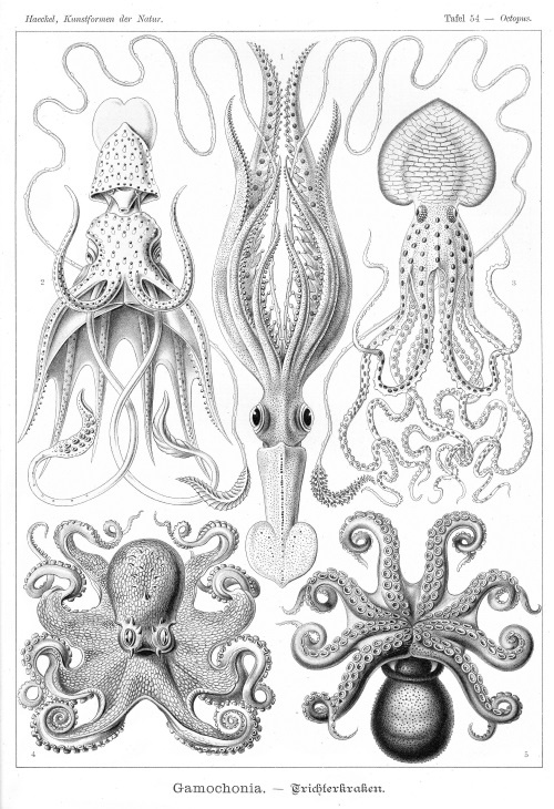 Иллюстрация к книге — Происхождение видов путем естественного отбора, или Сохранение благоприятных рас в борьбе за жизнь [i_003.jpg]