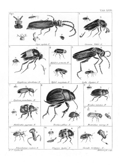 Иллюстрация к книге — Происхождение видов путем естественного отбора, или Сохранение благоприятных рас в борьбе за жизнь [i_008.jpg]