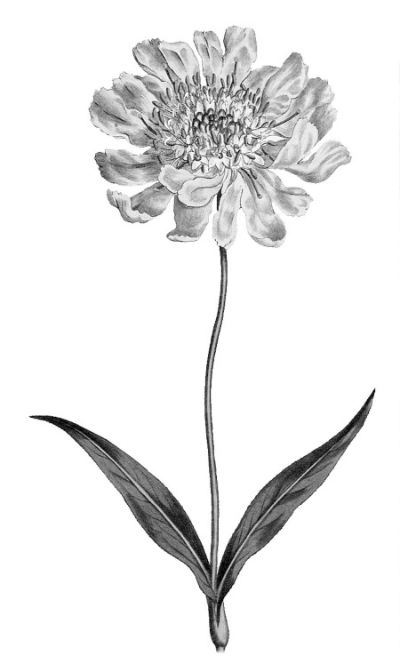 Иллюстрация к книге — Происхождение видов путем естественного отбора, или Сохранение благоприятных рас в борьбе за жизнь [i_009.jpg]