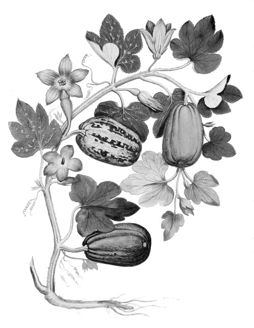 Иллюстрация к книге — Происхождение видов путем естественного отбора, или Сохранение благоприятных рас в борьбе за жизнь [i_012.jpg]