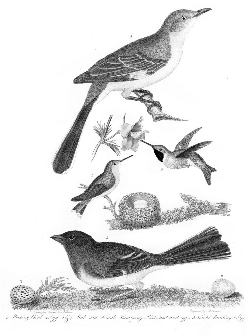 Иллюстрация к книге — Происхождение видов путем естественного отбора, или Сохранение благоприятных рас в борьбе за жизнь [i_014.jpg]