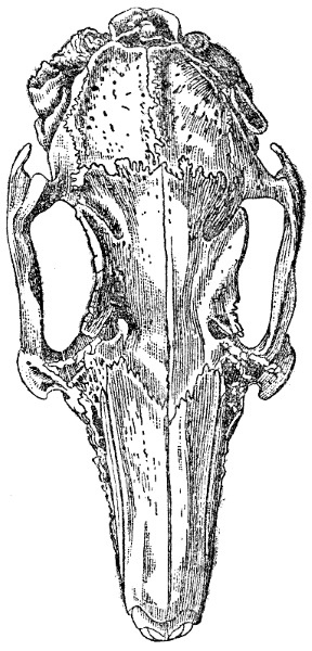 Иллюстрация к книге — Происхождение видов путем естественного отбора, или Сохранение благоприятных рас в борьбе за жизнь [i_015.jpg]