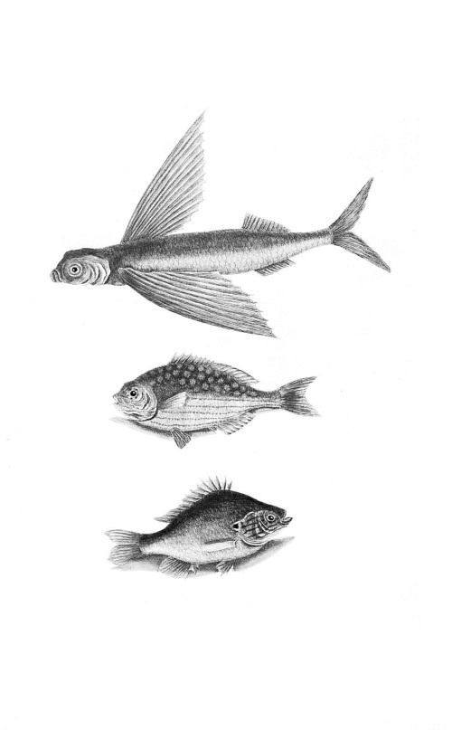 Иллюстрация к книге — Происхождение видов путем естественного отбора, или Сохранение благоприятных рас в борьбе за жизнь [i_016.jpg]