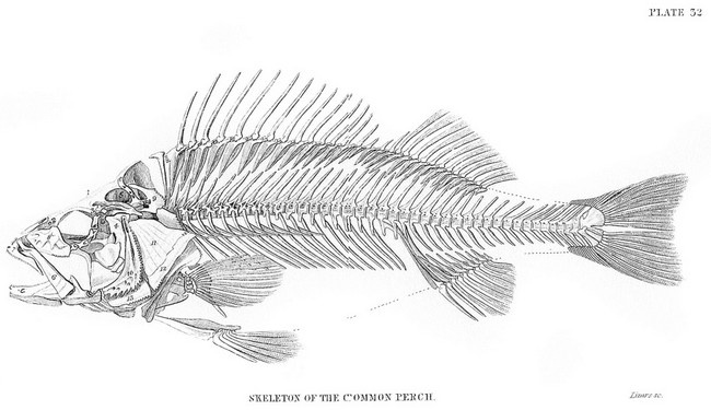 Иллюстрация к книге — Происхождение видов путем естественного отбора, или Сохранение благоприятных рас в борьбе за жизнь [i_017.jpg]