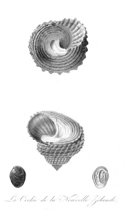 Иллюстрация к книге — Происхождение видов путем естественного отбора, или Сохранение благоприятных рас в борьбе за жизнь [i_024.jpg]