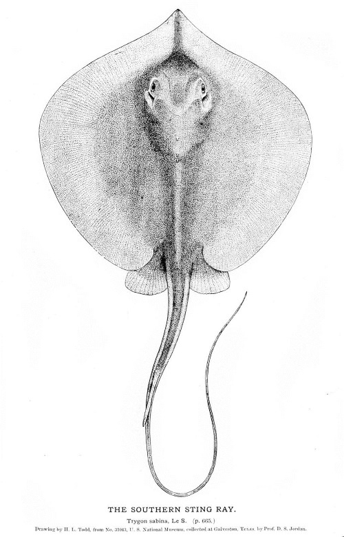 Иллюстрация к книге — Происхождение видов путем естественного отбора, или Сохранение благоприятных рас в борьбе за жизнь [i_028.jpg]