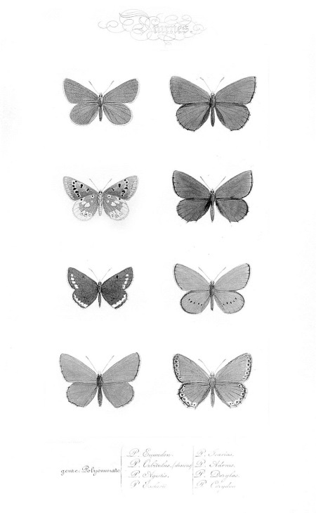 Иллюстрация к книге — Происхождение видов путем естественного отбора, или Сохранение благоприятных рас в борьбе за жизнь [i_029.jpg]