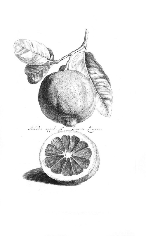 Иллюстрация к книге — Происхождение видов путем естественного отбора, или Сохранение благоприятных рас в борьбе за жизнь [i_031.jpg]