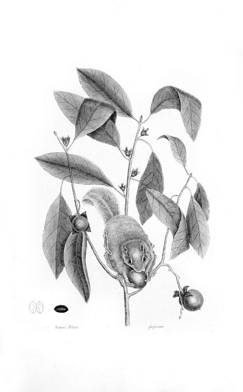 Иллюстрация к книге — Происхождение видов путем естественного отбора, или Сохранение благоприятных рас в борьбе за жизнь [i_032.jpg]