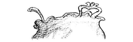 Иллюстрация к книге — Ведьмы [i_087.jpg]