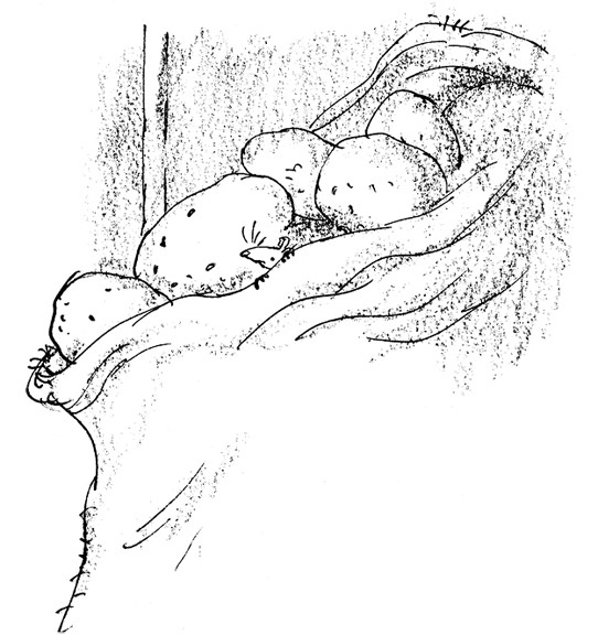 Иллюстрация к книге — Ведьмы [i_093.jpg]