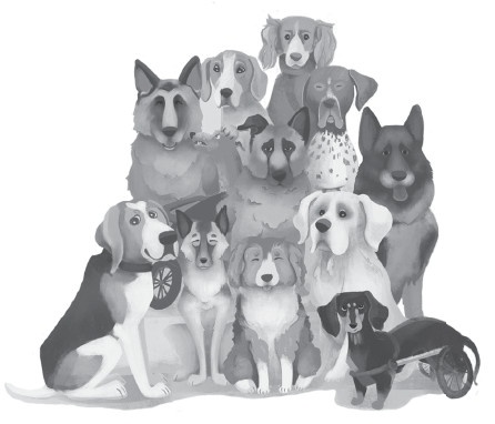 Иллюстрация к книге — Хвостатые истории. Советы по воспитанию собак, лисиц, песцов и других животных [i_001.jpg]