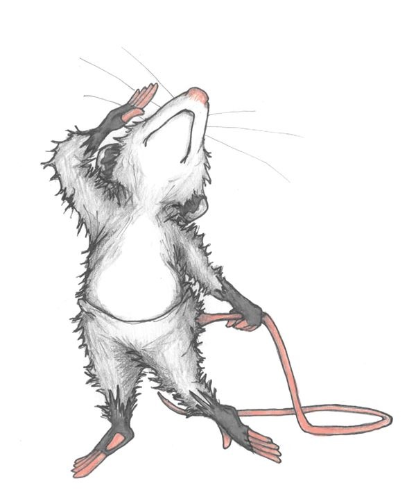 Иллюстрация к книге — Опоссум по имени Апельсинка [i_002.jpg]