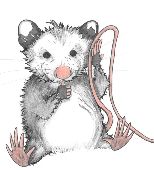 Иллюстрация к книге — Опоссум по имени Апельсинка [i_004.jpg]