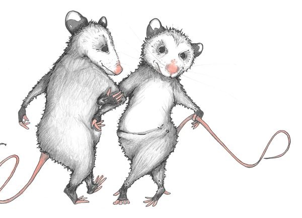 Иллюстрация к книге — Опоссум по имени Апельсинка [i_006.jpg]