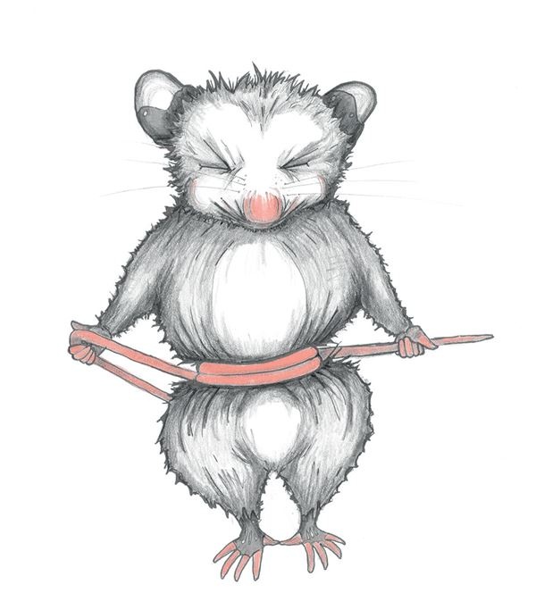 Иллюстрация к книге — Опоссум по имени Апельсинка [i_008.jpg]