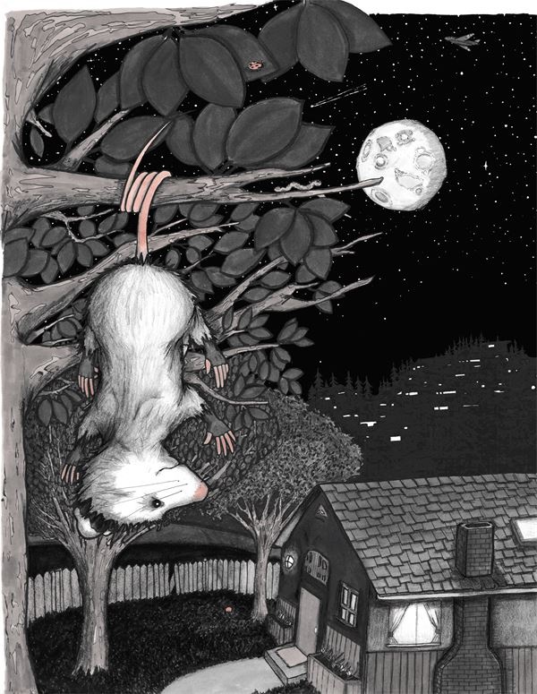 Иллюстрация к книге — Опоссум по имени Апельсинка [i_010.jpg]