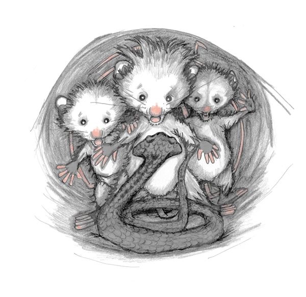 Иллюстрация к книге — Опоссум по имени Апельсинка [i_014.jpg]