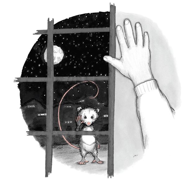 Иллюстрация к книге — Опоссум по имени Апельсинка [i_015.jpg]