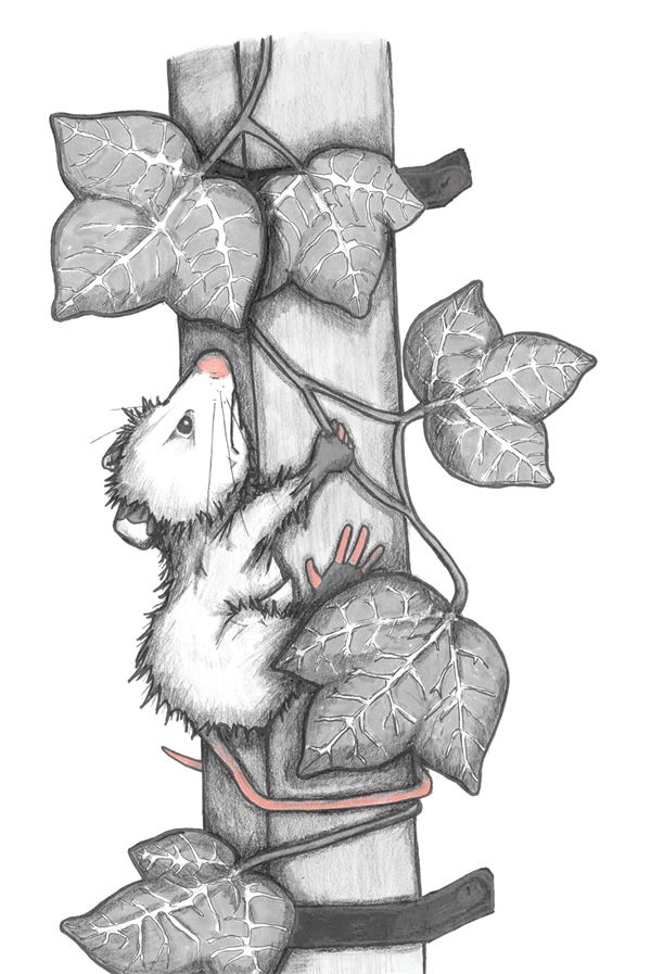 Иллюстрация к книге — Опоссум по имени Апельсинка [i_016.jpg]