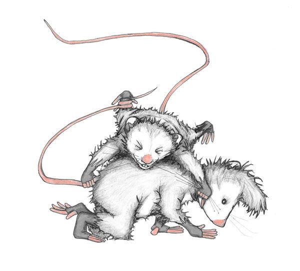 Иллюстрация к книге — Опоссум по имени Апельсинка [i_028.jpg]