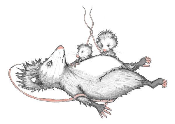 Иллюстрация к книге — Опоссум по имени Апельсинка [i_030.jpg]