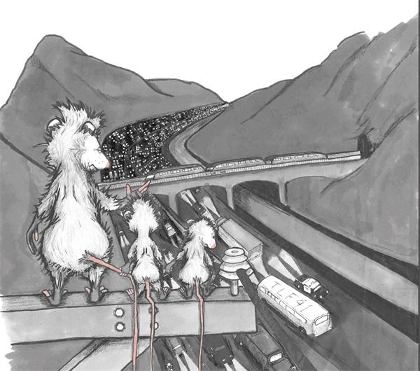 Иллюстрация к книге — Опоссум по имени Апельсинка [i_031.jpg]