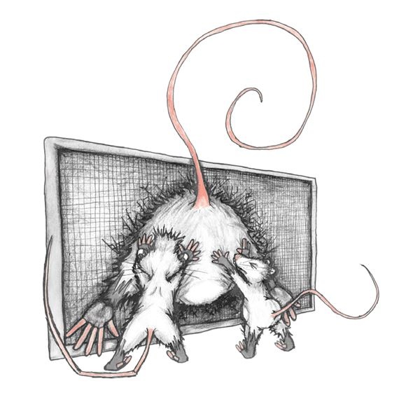 Иллюстрация к книге — Опоссум по имени Апельсинка [i_035.jpg]