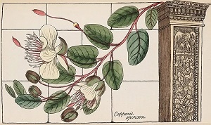 Иллюстрация к книге — Колизей [i_036.jpg]