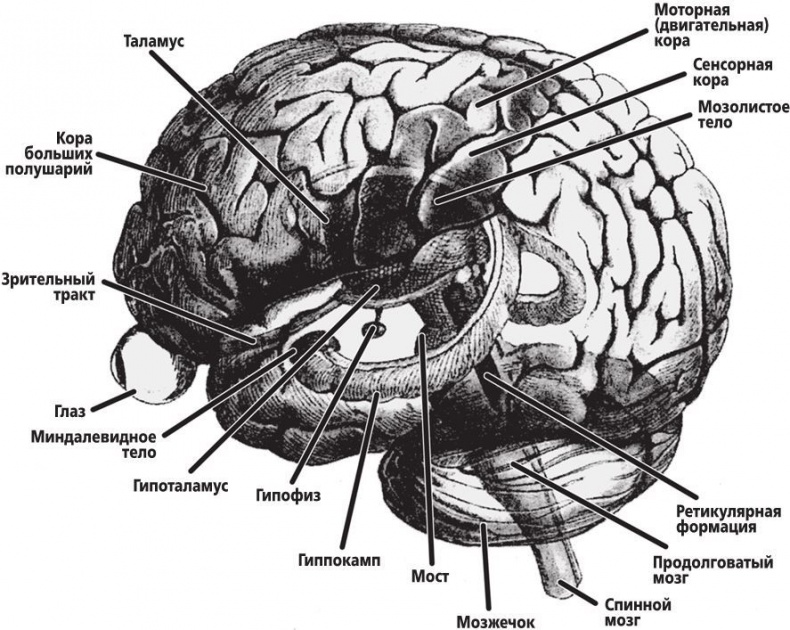 Иллюстрация к книге — Фантомы мозга [i_003.jpg]