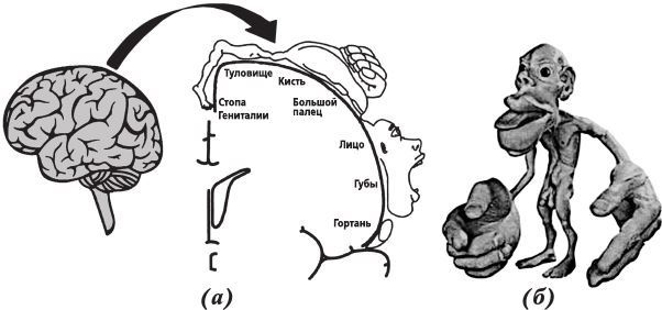 Иллюстрация к книге — Фантомы мозга [i_004.jpg]