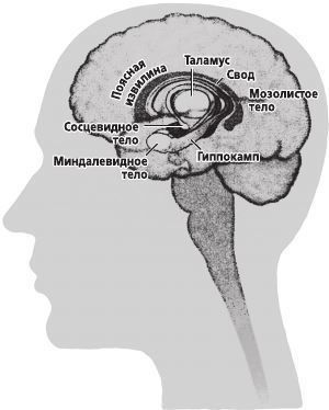 Иллюстрация к книге — Фантомы мозга [i_021.jpg]