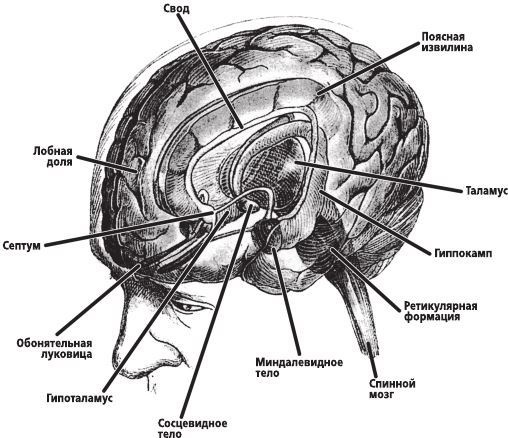 Иллюстрация к книге — Фантомы мозга [i_022.jpg]