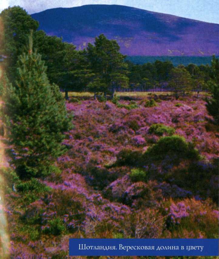 Иллюстрация к книге — Шотландия. Мистическая страна кельтов и друидов [image126.jpg]