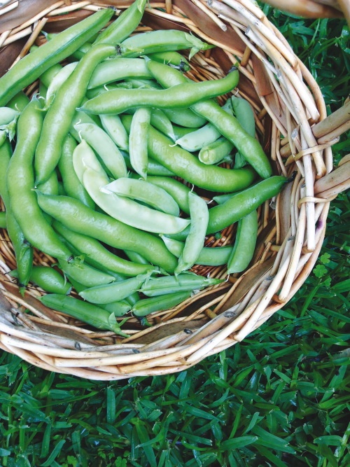 Иллюстрация к книге — Жить не спеша [i_005.jpg]